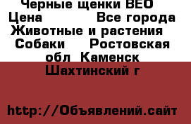 Черные щенки ВЕО › Цена ­ 5 000 - Все города Животные и растения » Собаки   . Ростовская обл.,Каменск-Шахтинский г.